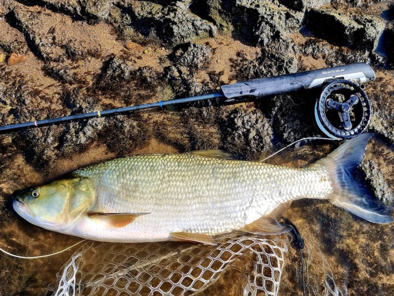 Frabill Épuisette Trout 3407 – Cerceau 27.9×38.1 Cm, Manche Bois 20.3 Cm, Micromaille 0.9 Cm, Clip Ceinture, Pour Pêche